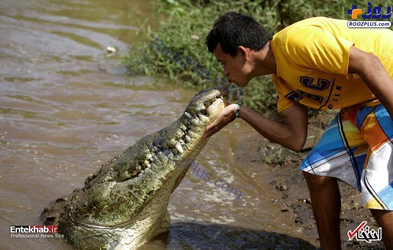 بوسیدن یک تمساح در کاستاریکا +عکس