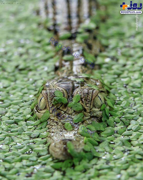 استتار خیره‌کننده تمساح+عکس