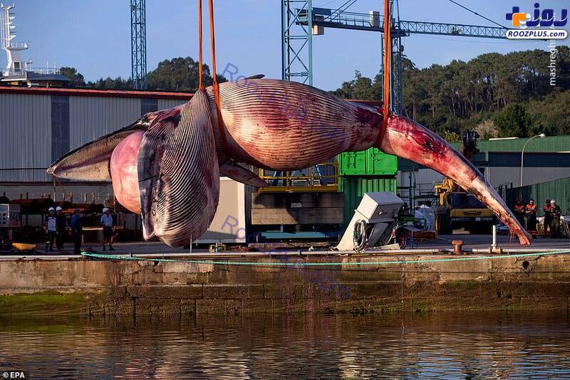 تصاویر باورنکردنی از نهنگی با وزن ۷۵ تن