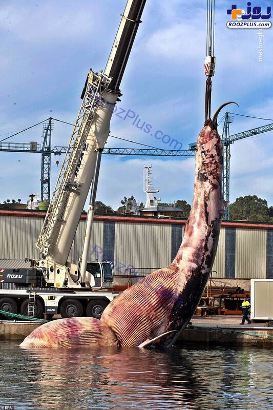 تصاویر باورنکردنی از نهنگی با وزن ۷۵ تن