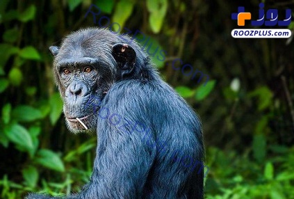 یادگیری زبان شامپانزه‌ها سرگرمی عجیب پرنس هری! +عکس
