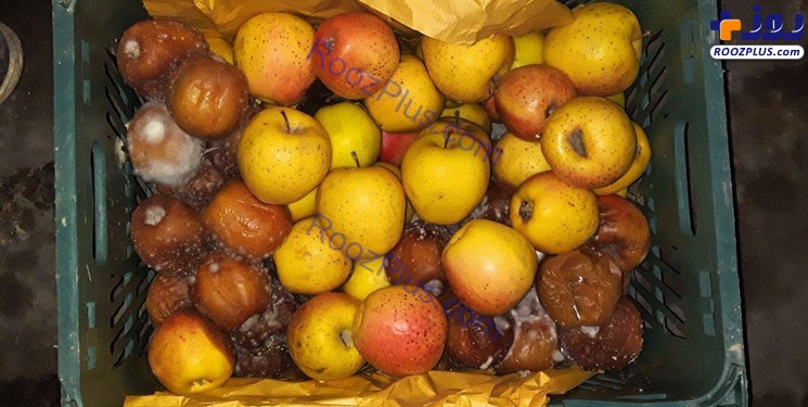 40 هزار تن سیب چگونه فاسد شد؟/ مسؤولان جهادکشاورزی: بی‌اطلاعیم! +عکس