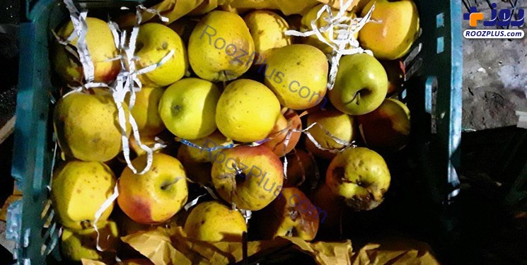 40 هزار تن سیب چگونه فاسد شد؟/ مسؤولان جهادکشاورزی: بی‌اطلاعیم! +عکس