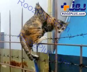 نجات گربه گیر افتاده در سیم خاردار + عکس