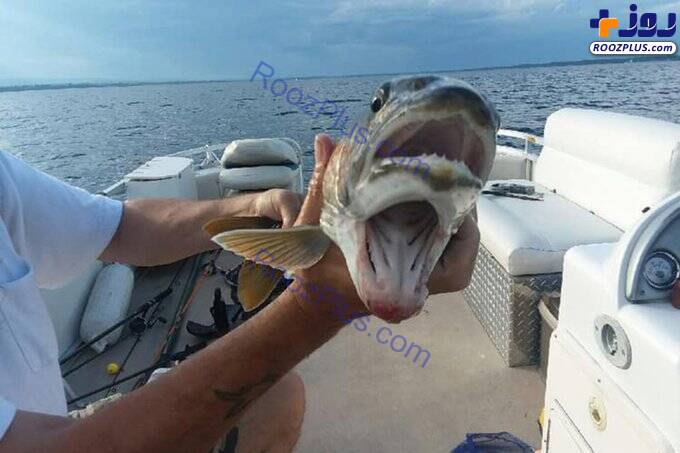 ماهی عجیب با ۲ دهان در تور صیادی+عکس