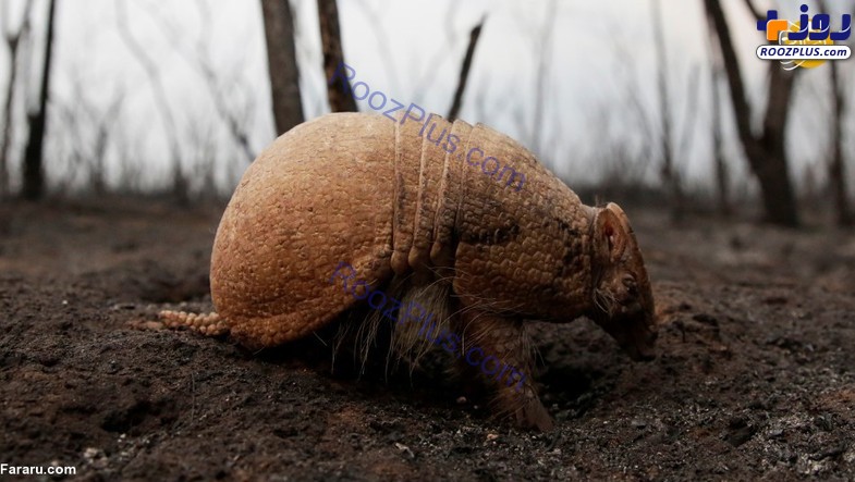 تنها جانور زنده مانده از آتش‌سوزی جنگل‌های بولیوی +عکس