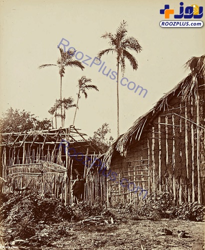عكس/۱۵۰ سال پیش؛ اولین عکس‌های گرفته شده از آمازون