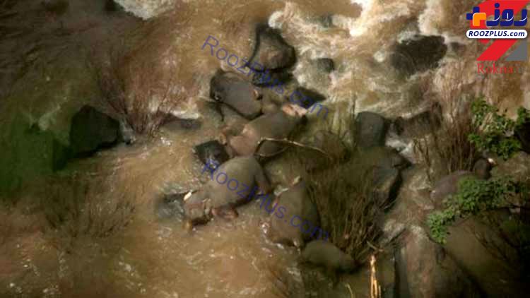کشته شدن 6 فیل در آبشار مرگ تایلند+ عکس