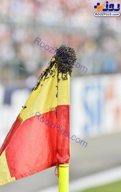 عکس/ حمله زنبورها به پرچم کرنر در لیگ برزیل‌!