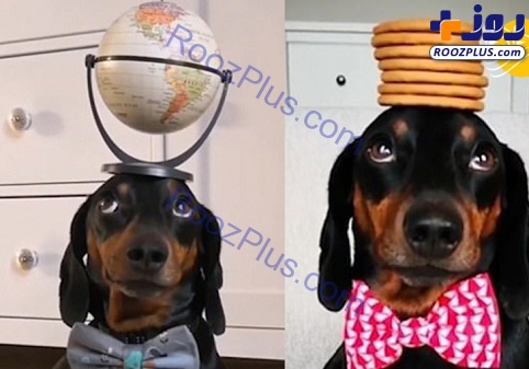 توانایی عجیب یک سگ در نگهداری اشیا روی سرش+تصاویر