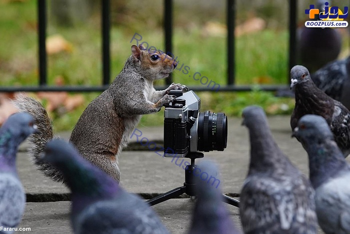 عکس/عکاسی سنجاب از کبوترها!