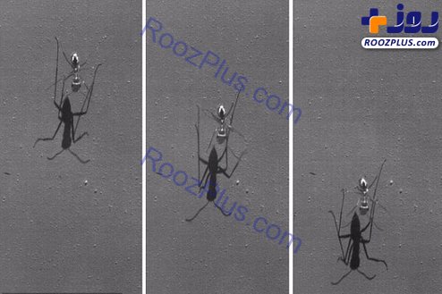 مورچه ای سریعتر از یوزپلنگ +عکس
