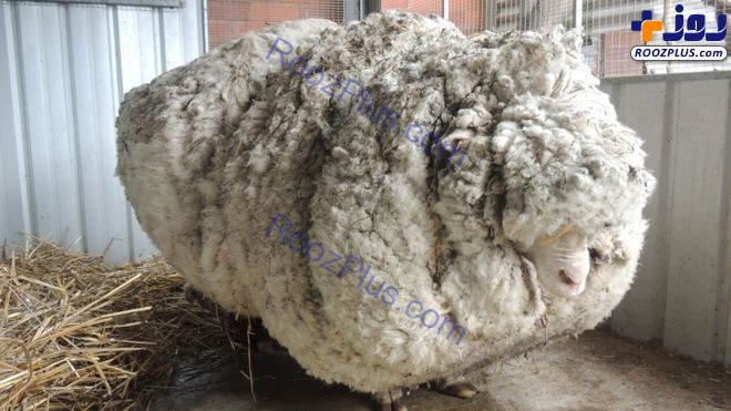 مرگ ناگهانی پشمالوترین گوسفند جهان+عکس