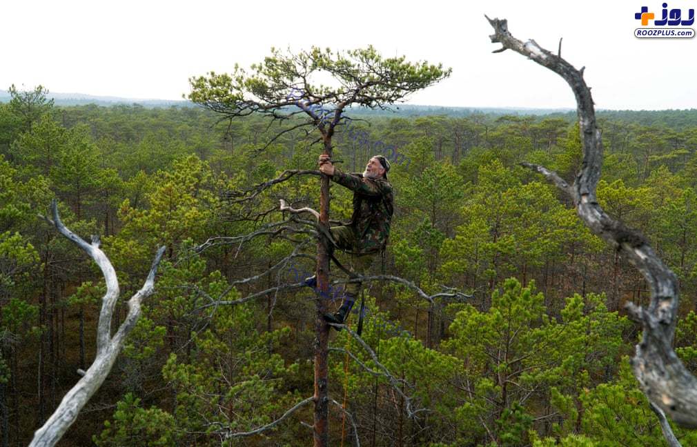 عکس/تبحر مرد ۷۲ ساله در بالا رفتن از درخت!
