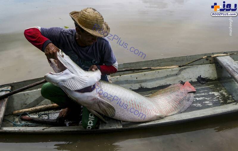 صید ماهی‌هایی بزرگتر از آدم +عکس