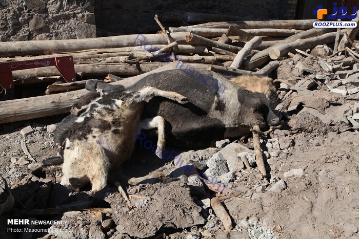 عکس/تلف شدن احشام در زلزله در روستاهای ورنکش