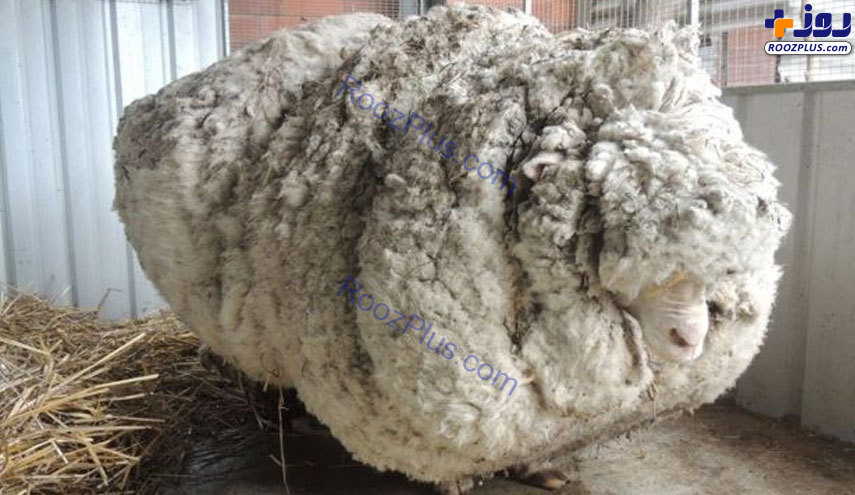عکس/ مرگ ناگهانی پشمالوترین گوسفند جهان
