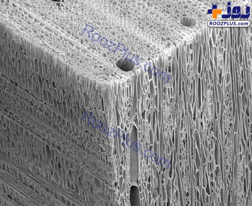 عکس/یک تکه چوب زیر میکروسکوپ
