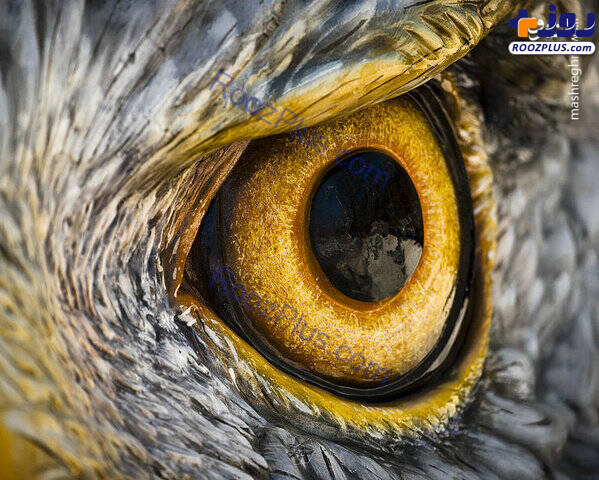 عکس/چشم عقاب را از نزدیک ببینید