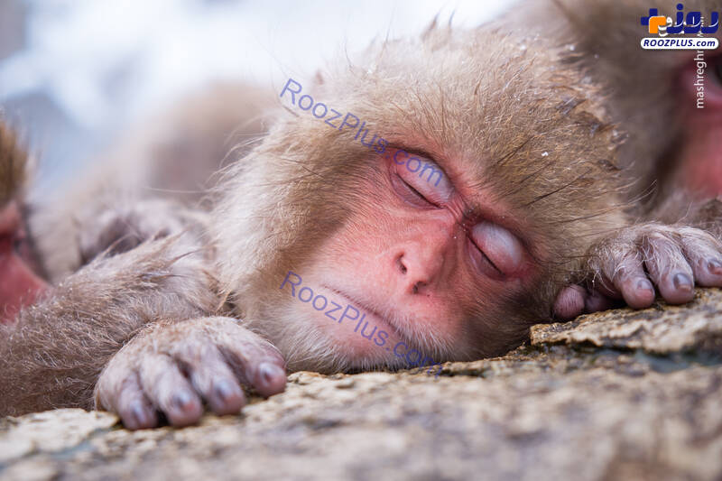 خواب آرام میمون‌ها در چشمه آب‌گرم! +عکس