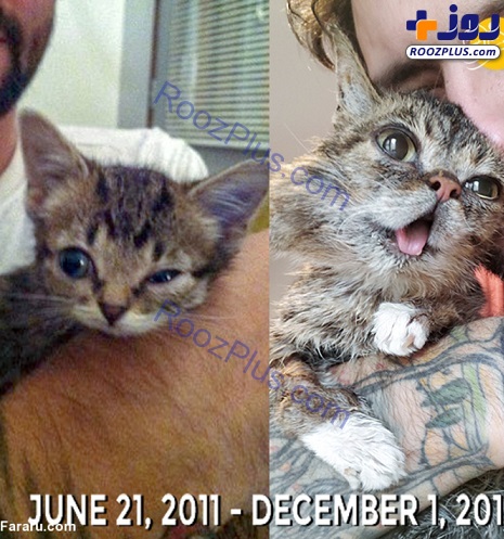 گربه مشهور شبکه‌های اجتماعی مُرد +عکس