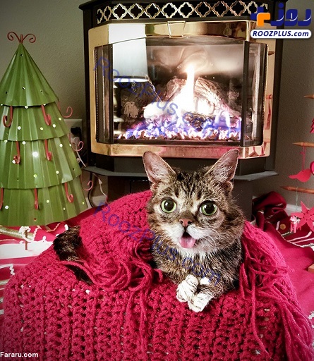 گربه مشهور شبکه‌های اجتماعی مُرد +عکس