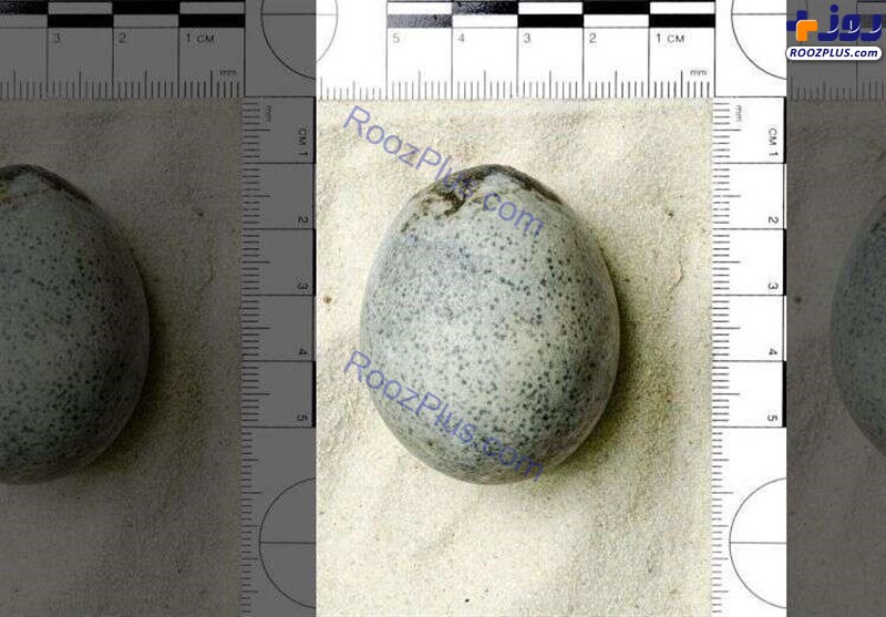 کشف تخم مرغ‌های ۱۷۰۰ ساله در انگلیس/عکس
