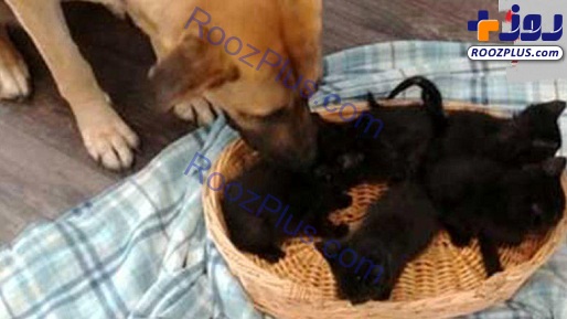 سگی که در سرما از 5 بچه گربه نگهداری می کند +عکس