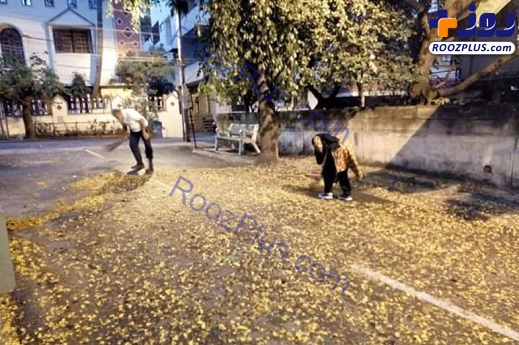 تمیز کردن خیابان توسط آقای وزیر و همسرش+عکس