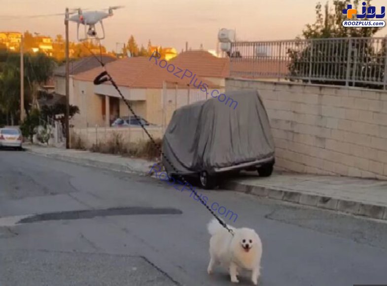 پیاده‌روی یک سگ با کمک پهپاد برای فرار از کرونا! +عکس