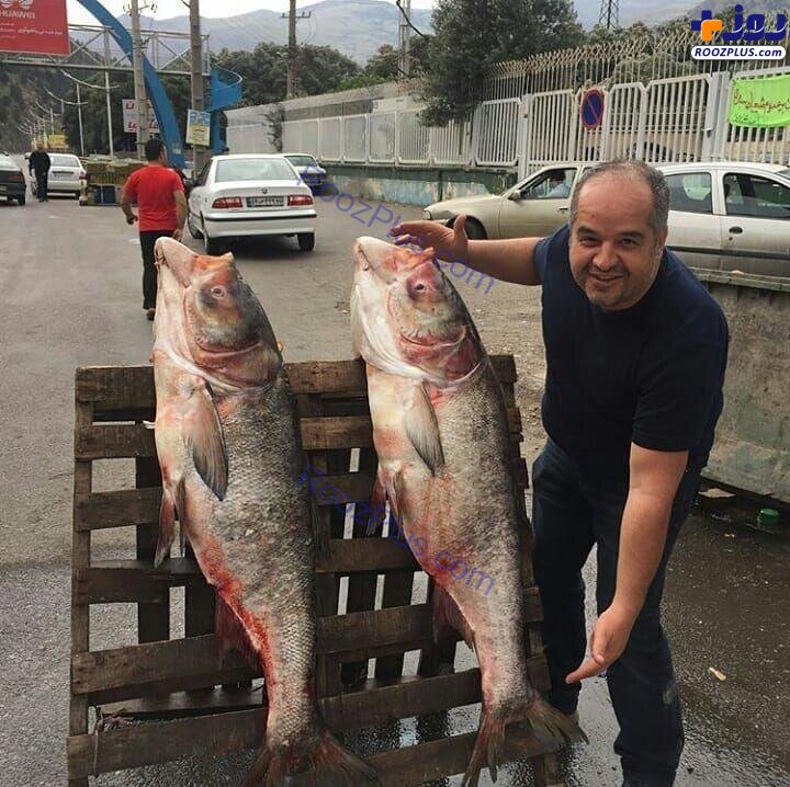 ماهی های 40 کیلویی صید شده از سفیدرود در گیلان +عکس