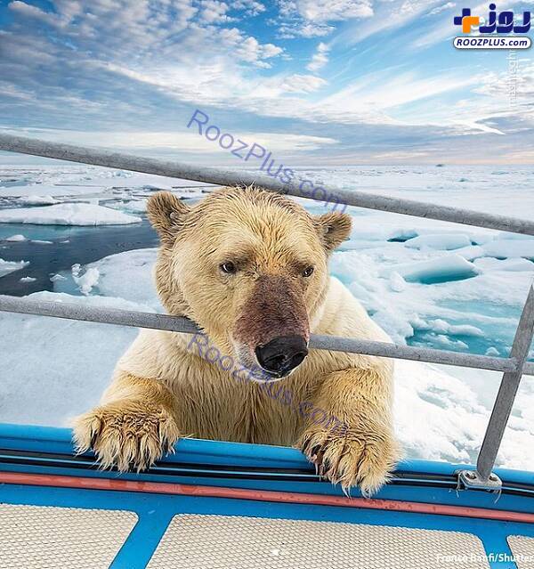 تلاش خرس قطبی برای سوار شدن بر روی قایق/عکس
