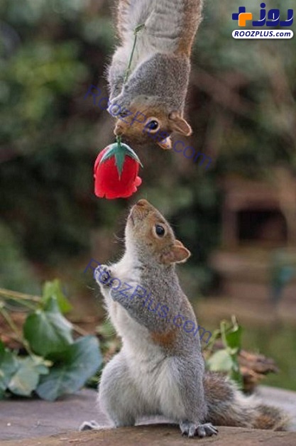 عکس/ گل دادن سنجاب ها به شریک خود!
