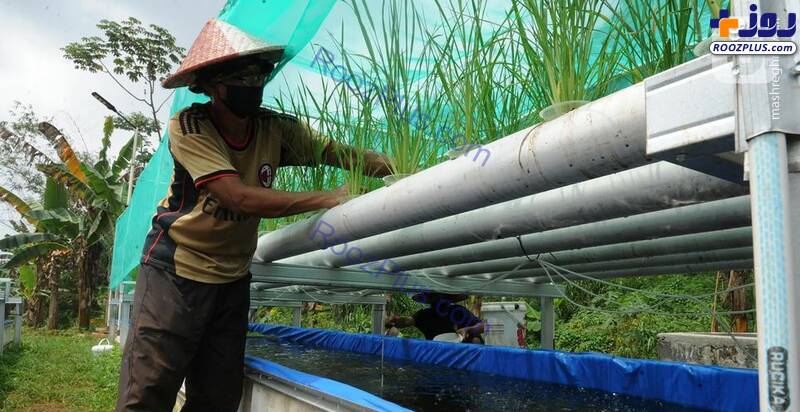 تولید برنج به روش مدرن در اندونزی+عکس