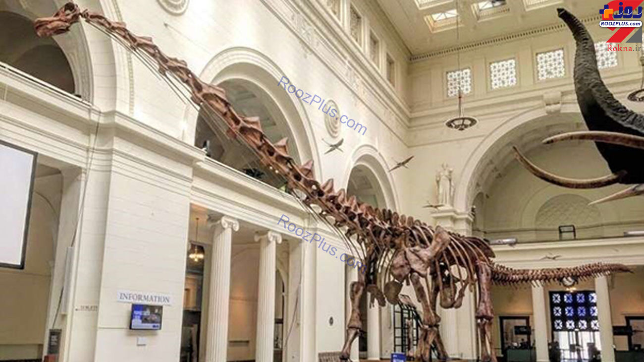 کشف بقایای قدیمی‌ترین دایناسور کره زمین/عکس