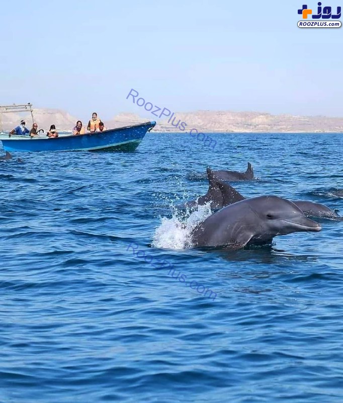 شنای دلفین ها در نزدیکی جزیره هرمز +عکس