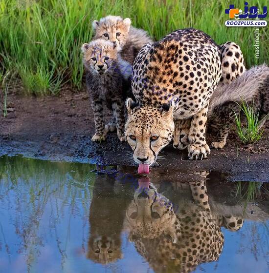 عکسی جالب و جذاب از آب خوردن یوزپلنگ!