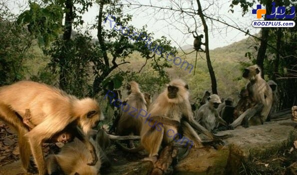 آب بازی میمون‌ها با یکدیگر+عکس