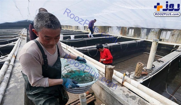 فعالیت ماهیگیران پس از شکست کرونا در چین+ عکس