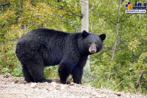 خرس سیاه آسیایی در ارتفاعات فاریاب+عکس