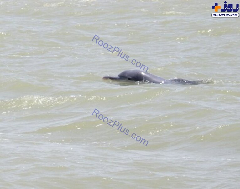 مشاهده ۳ دلفین گوژپشت بازیگوش در آب‌های آبادان