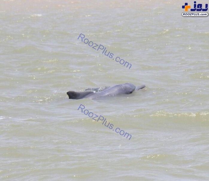 مشاهده ۳ دلفین گوژپشت بازیگوش در آب‌های آبادان
