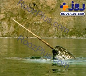 عکسی جالب از ناروال یا نهنگ تک‌شاخ