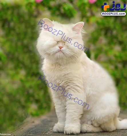 گربه نابینای ایرانی؛ ستاره شبکه‌های اجتماعی/عکس