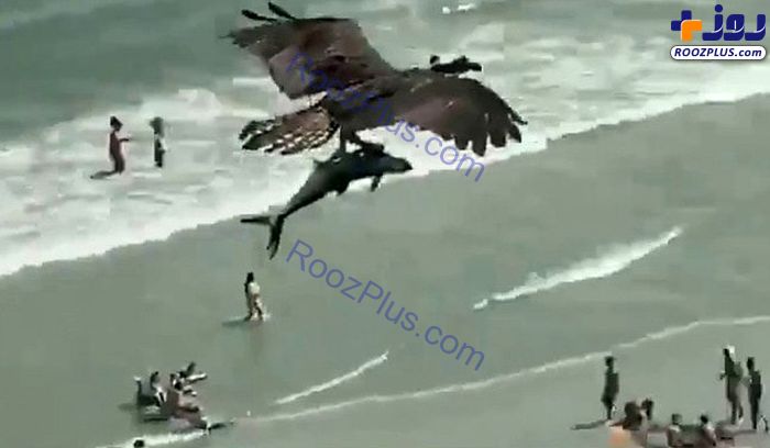 صحنه عجیب پرواز عقاب با کوسه در آسمان! +عکس