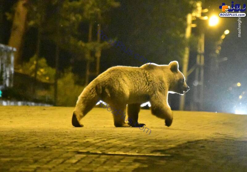 قدم زدن خرس گرسنه در خیابان‌های ترکیه/عکس