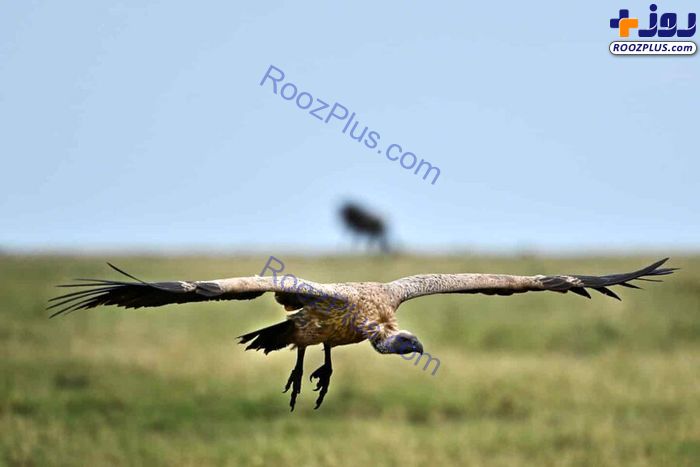 کرکس نادر «روپل» بلندپروازترین پرنده جهان +عکس