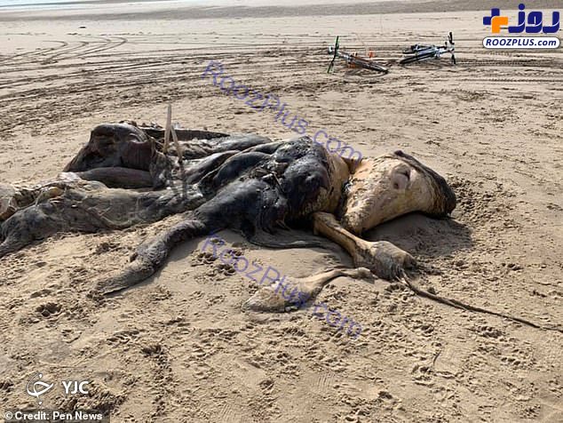 پیدا شدن جانور عجیب الخلقه در ساحل دریا!+عکس
