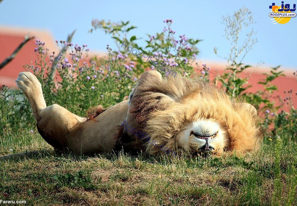 طاق‌ باز خوابیدن سلطان! +عکس