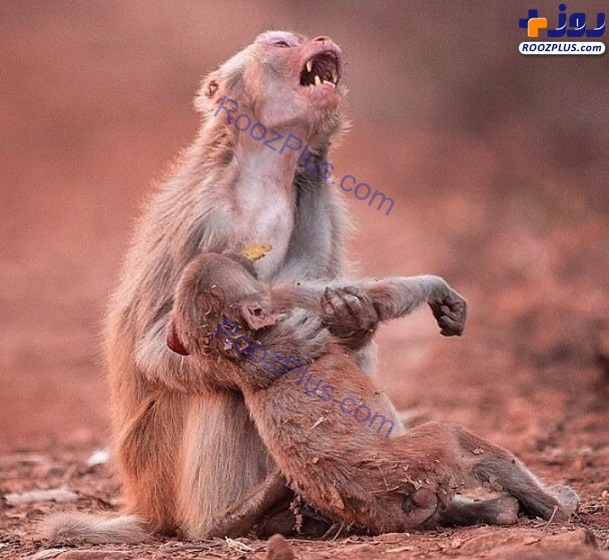 عکس/ گریه و زاری میمون مادر پس از مرگ فرز‌ندش